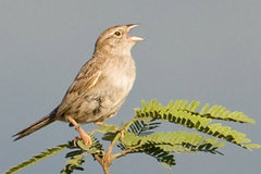 Cassin's Sparrow